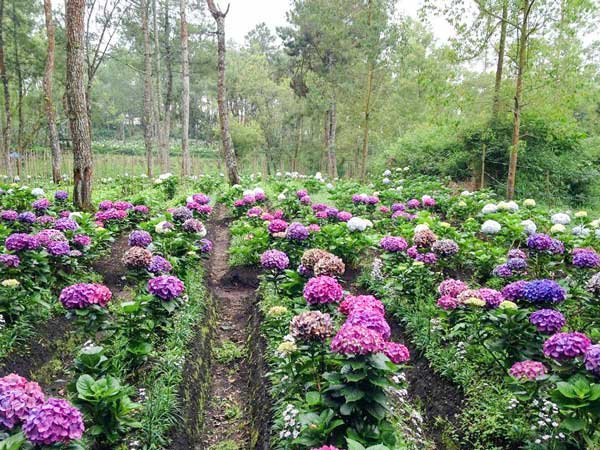 Coban Talun: Taman Bunga Hortensia