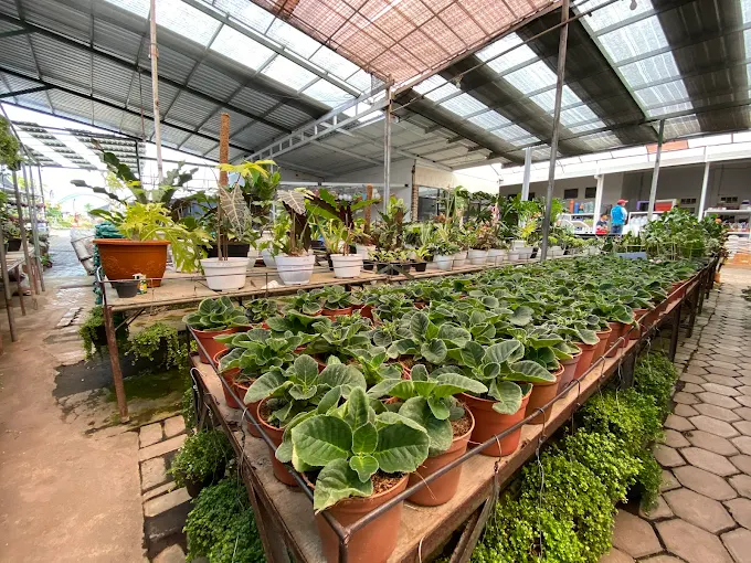 Jelajahi 3 Toko Tanaman di Batu Paling Hits dan Lengkap