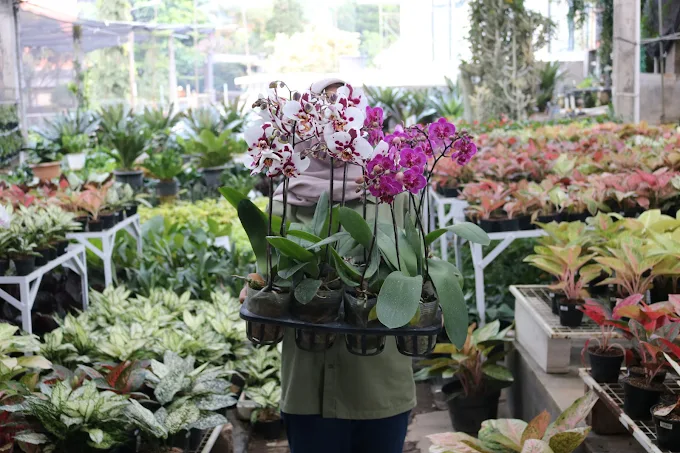Jelajahi 3 Toko Tanaman di Batu Paling Hits dan Lengkap