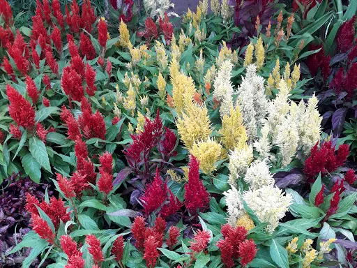 Jelajahi 3 Toko Tanaman di Batu Paling Hits dan Lengkap